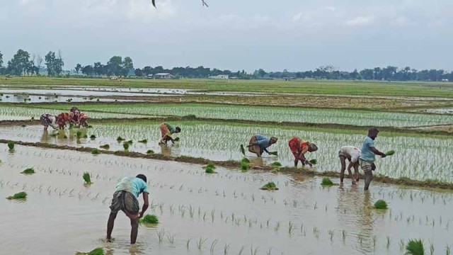 "Farmers in Tanore, Rajshahi, transplant Aman rice in waterlogged fields following seasonal rains. June 30, 2025." (Photo: V7N)