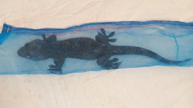 Coast Guard Arrests Smuggler with Rare Monitor Lizard in Mongla