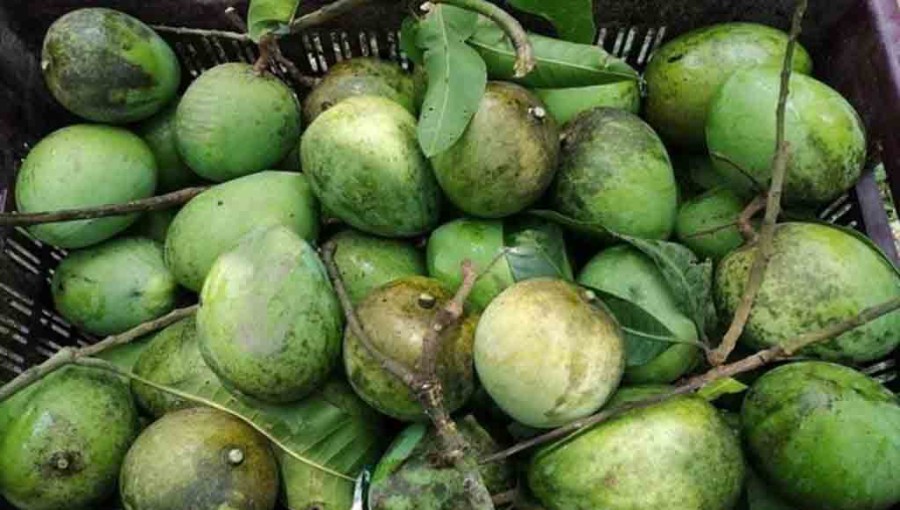 China Shows Interest in Importing Mangoes from Bangladesh