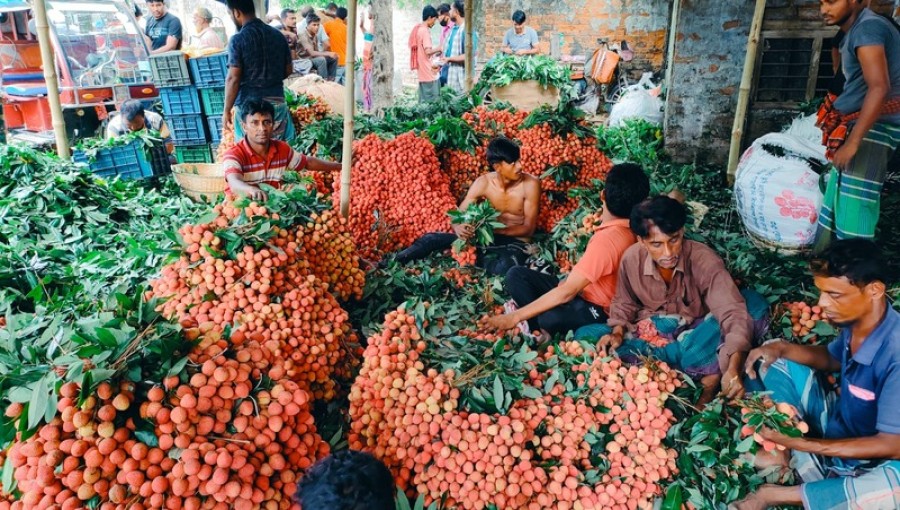 Lychee Shortage Drives Prices High in Meherpur