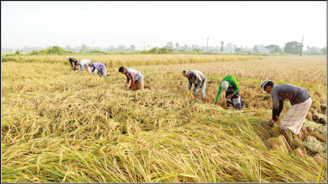 Bangladesh Urged to Boost Research Against Crop Pests Amid Climate Threat