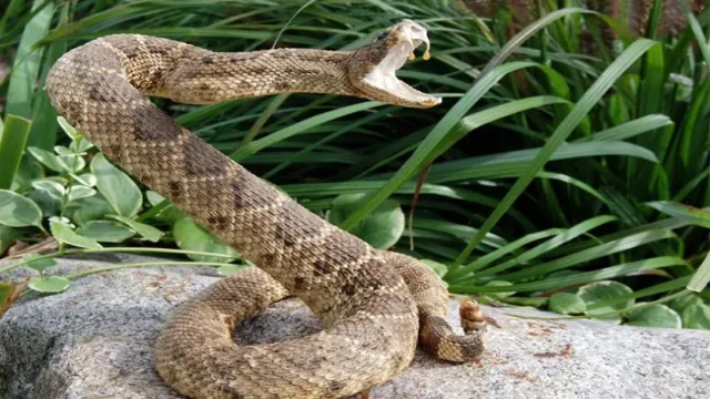 Russell’s Viper