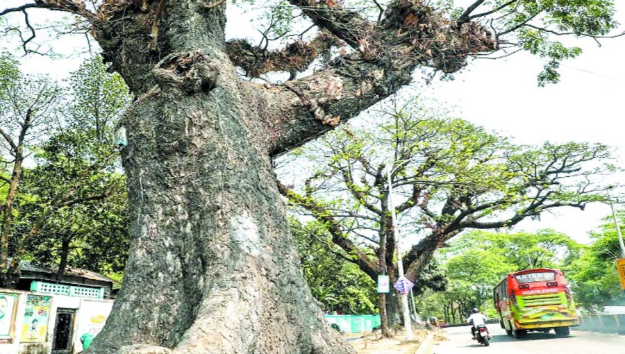 Concerns Arise Over Plans to Fell Century-Old Trees at CRB, Tiger Pass in Chittagong