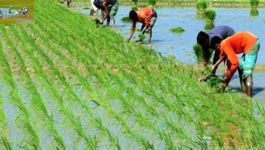 Nangalkot Farmers Receive Free Seeds and Fertilizers