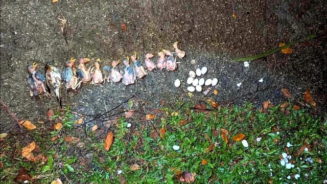 The image shows numerous dead baby Babui bird's and over a hundred eggs destroyed, marking the loss of the area's only safe breeding ground and refuge for baby birds. (Photo: V7N)