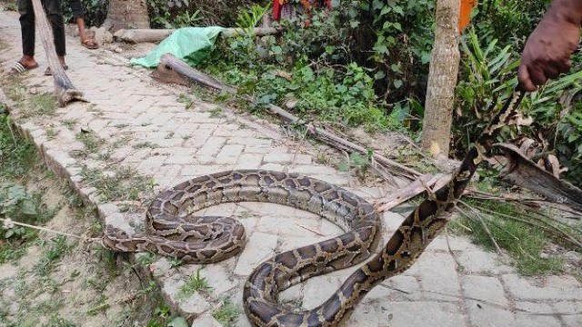 Rescuers from WildTeam and the Forest Department safely handle a 10-foot Burmese python after it was found trapped in a fishing net in Sharankhola, Bagerhat, before releasing it into the Sundarbans forest.