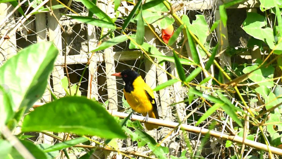 Loss of natural habitats and increased chemical farming practices are significantly harming the population of this vibrant bird