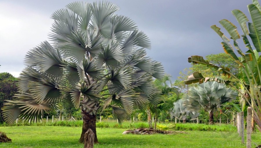 Palm trees.