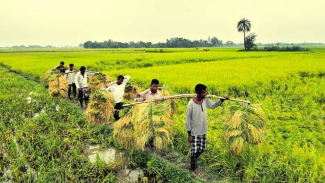 Seedling Planting and Preparation in Joypurhat District