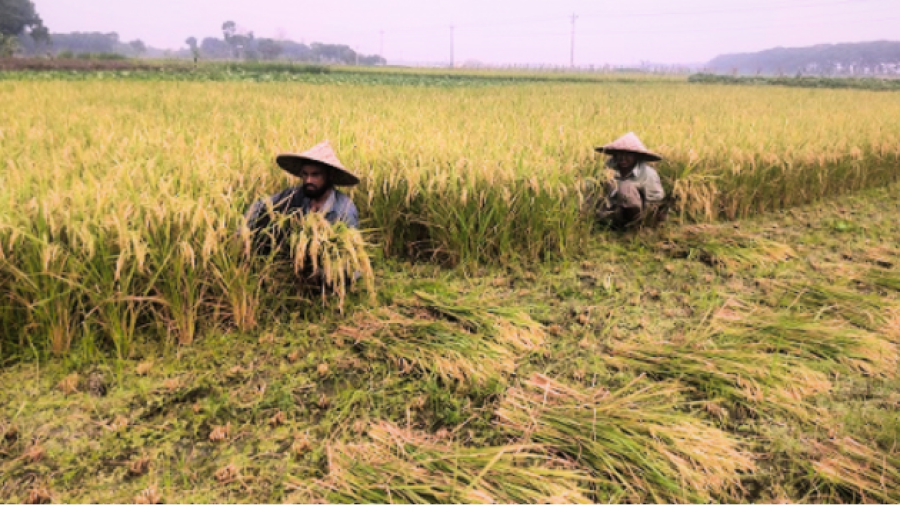 Bumper Crop of Boro Paddy Brings Hope Amidst Challenges