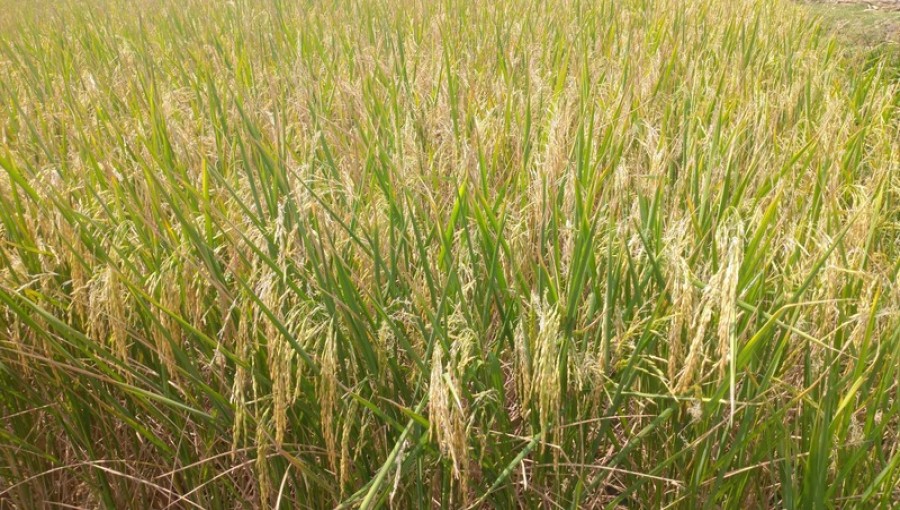 Borodhan bumper yield in Khulna's coastline region. The farmer had a satisfied smile on his face.