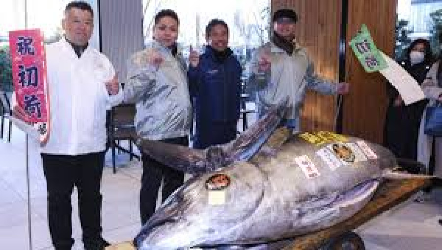 Post-Pandemic Revival: Tokyo Tuna Auction Reflects Market Recovery and Renewed Tradition