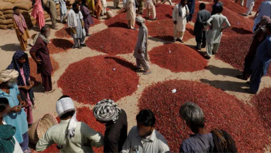 Panchagarh Farmers Struggle Amid Severe Drought Threatening Almond and Chilli Crops