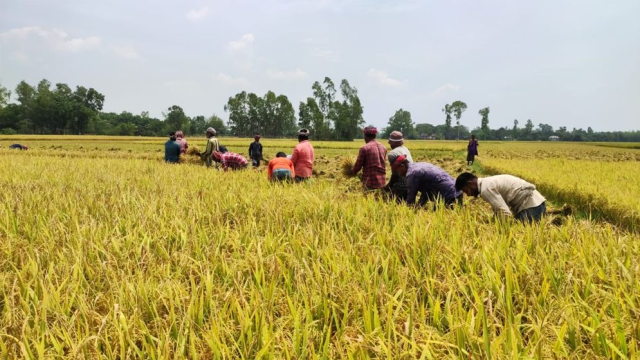 Bumper Aman Rice Harvest Brings Joy to Farmers in Rajshahi