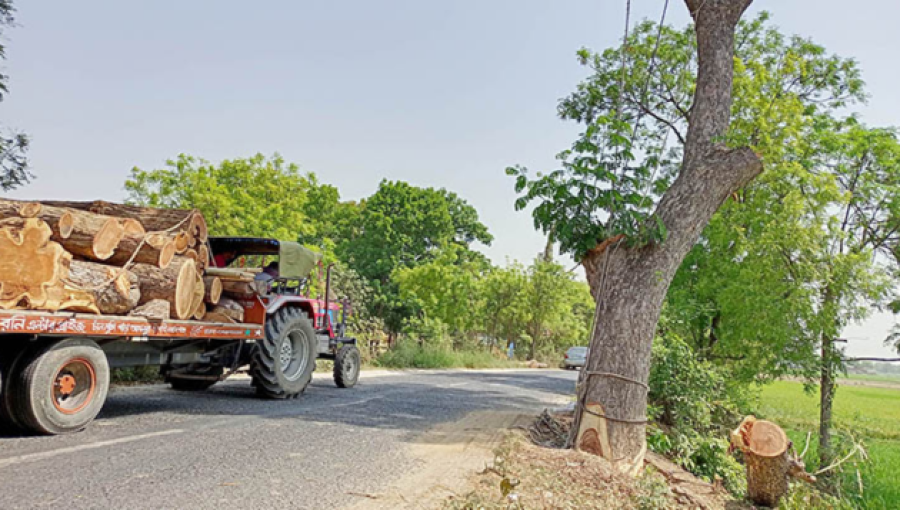 Excessive Tree Cutting alleged in Chapainawabganj