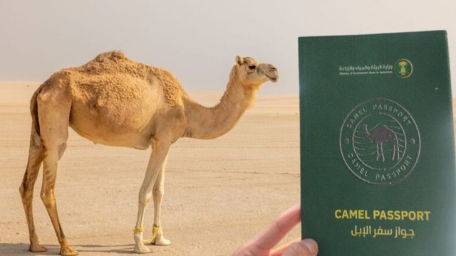 Saudi Arabia to Issue Passports for Millions of Camels