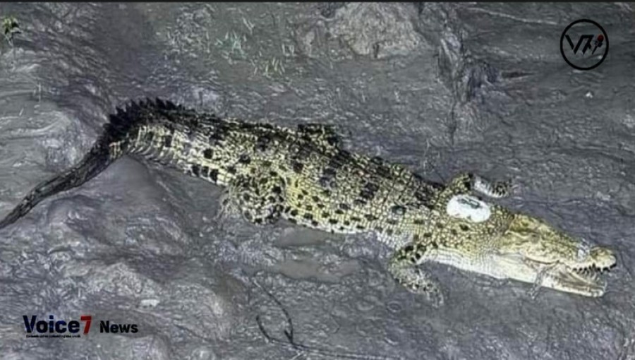 Satellite transmitter crocodile fitted has recovered