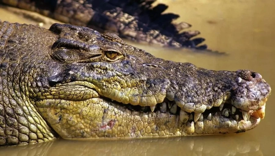 Australian Fisherman Killed by Crocodile: Remains Found in Captured Reptile