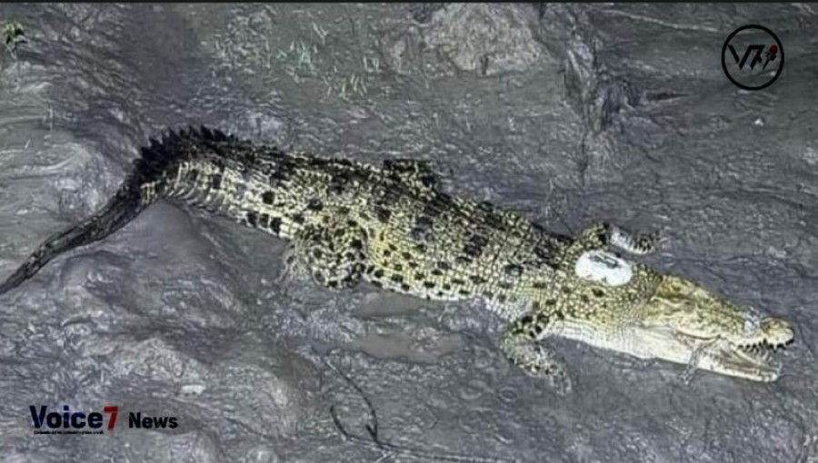 From the Sundarbans, traveled 100 km to the satellite crocodile in the Tuskhali River of Mathbaria upazila in Pirojpur.