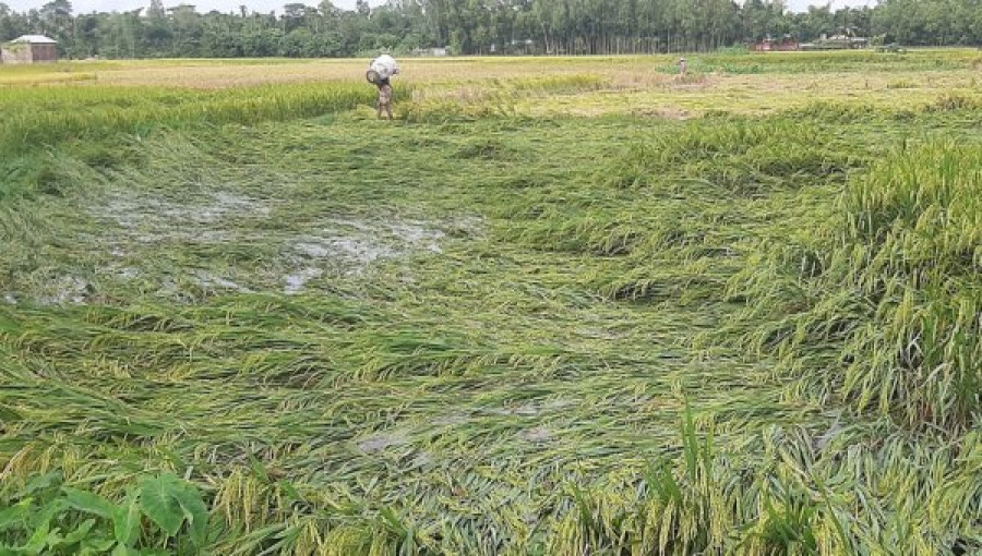 Cyclone Dana Causes Concern for Aman Farmers in Kurigram