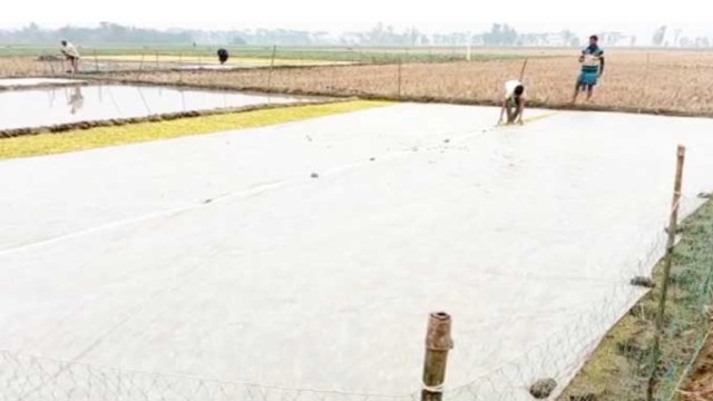 Severe Cold, Dense Fog Disrupt Life & Threaten Boro Paddy in Rajshahi