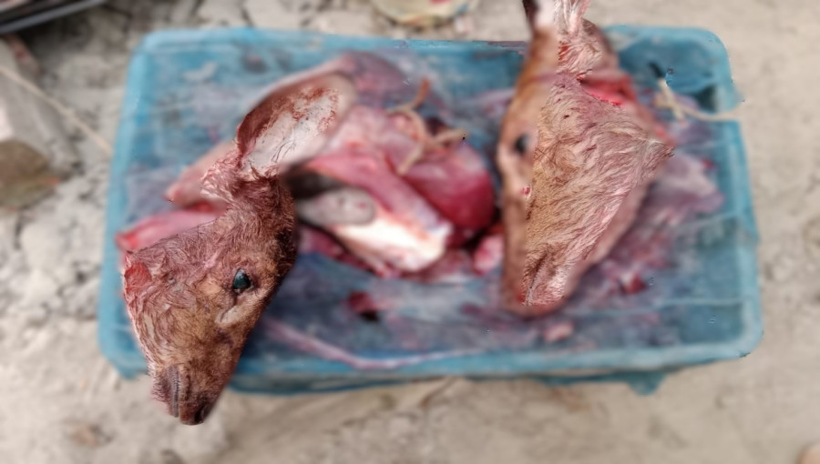 Forest Department officials display the 30 kg of deer meat confiscated during a raid in the Sundarbans, highlighting ongoing poaching issues.