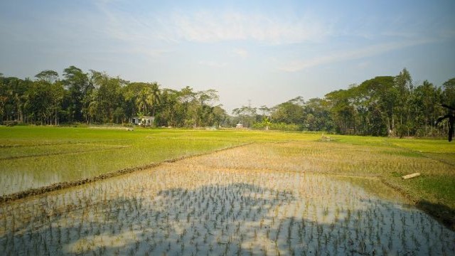 Boro rice production set to break records in Chapainawabganj