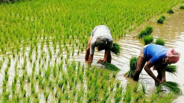 Water-Efficient Practices Boost Crop Yields in Barind Region