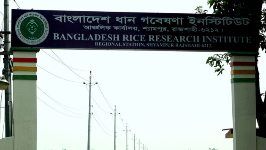 Rajshahi Rice Research Institute Introduces Innovative Rice Varieties