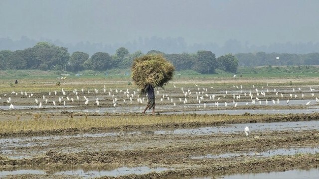 Technology Tackles Shrinking Land in Food Production
