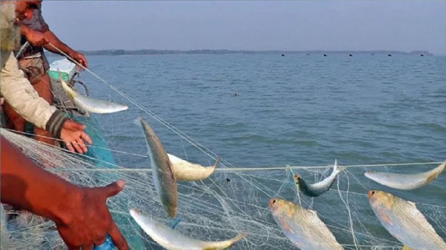 Hilsa Fishing Resumes in Bhola as 22-Day Ban Ends