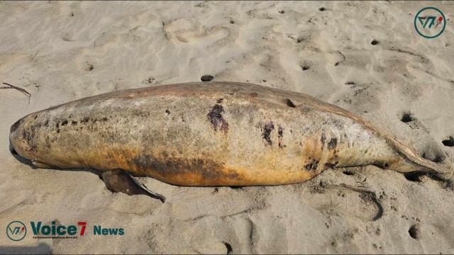 This picture is of dead Irrawaddy dolphins of Himchori Beach in Cox's Bazar.