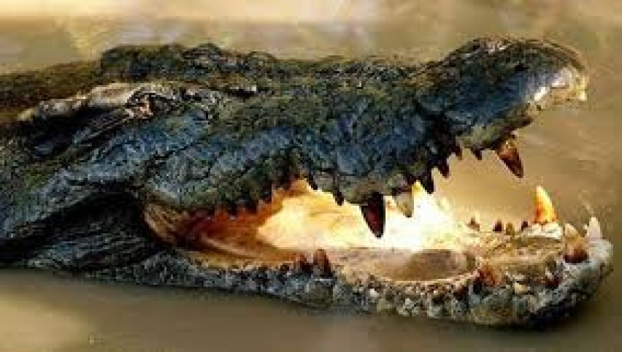 Crocodile Attack Kills Man in Sundarbans