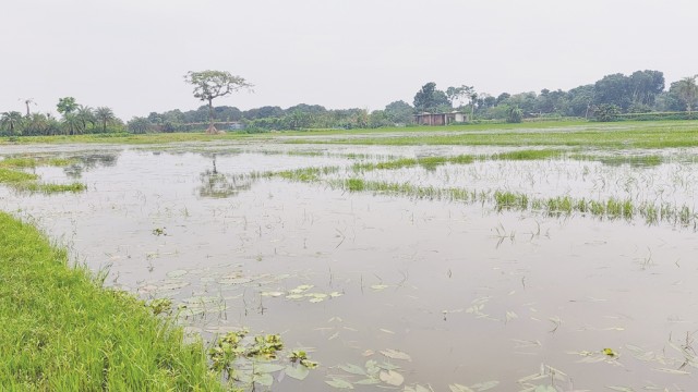 Waterlogged farmland in Debipur, Durgapur, after continuous rainfall and blocked drainage channels caused by unplanned pond excavation. Photo: V7N