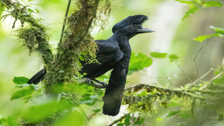 Birding Tourism Takes Off in Ecuador: Transforming Farms into Feathered Havens