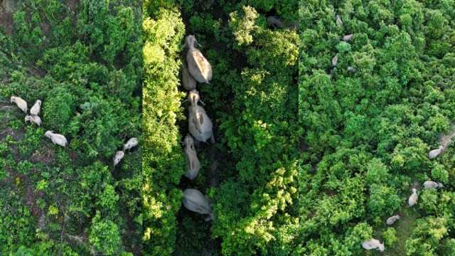A herd of wild elephants with calves captured by drone in Ukhiya forest after a long absence — August 10, Cox’s Bazar.