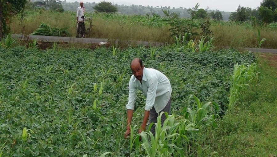 Natural Farming Protects Crops From Climate Change Fury: Andhra Pradesh Farmer's Success Story