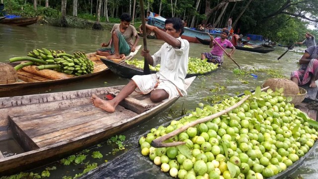 Vibrant trade on water: Farmers sell freshly harvested guavas from small boats at Bhimruli’s iconic floating market in Jhalokathi during peak season. (Photo: V7N)