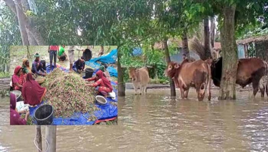 Padma River Flooding Submerges Char Islands, Displacing Thousands in Rajshahi