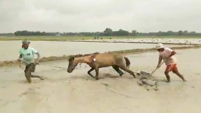 Farmer Nasir Uddin uses a horse to level paddy fields in Tanore, Rajshahi — reviving a nearly forgotten farming tradition amidst growing mechanization.