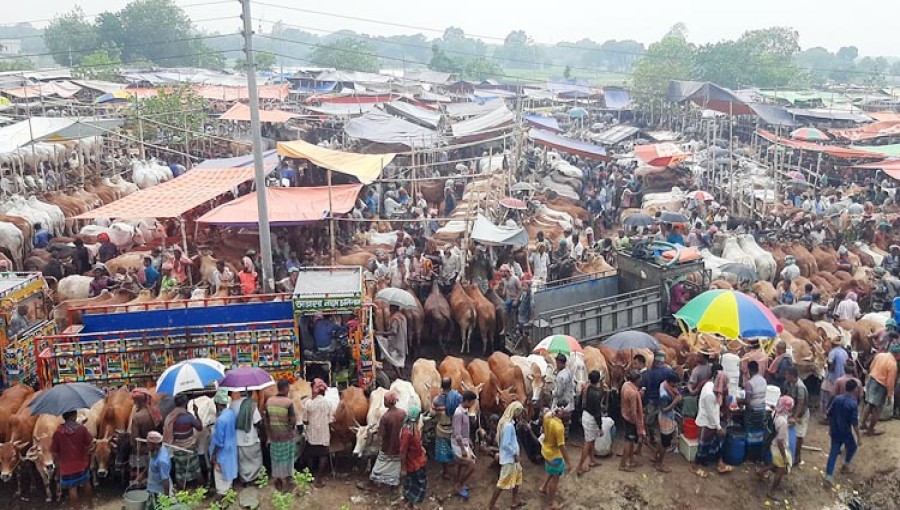 High Sellers, Low Buyers to Cattle Markets in Rajshahi