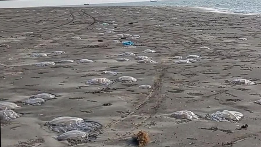 Jellyfish Proliferation Threatens Fishing Industry in Southern Bangladesh