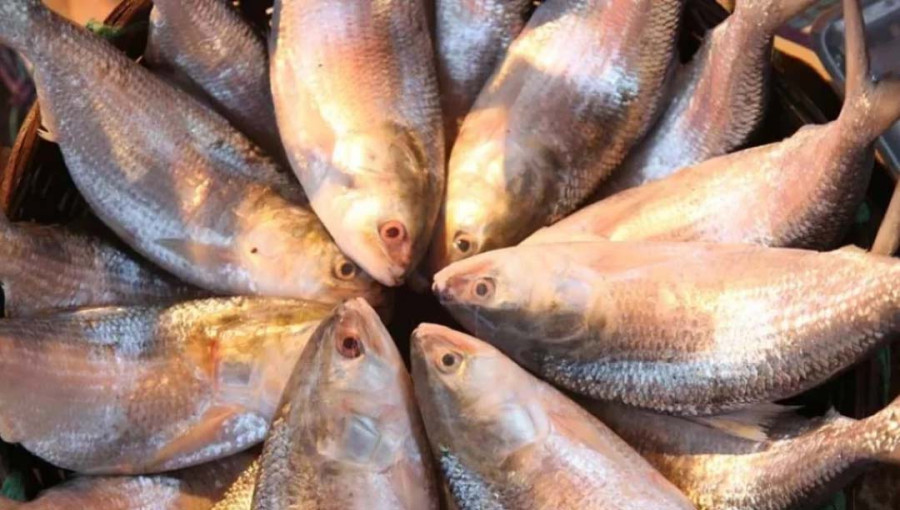 22-day ilish fishing ban: Strict measures for violators