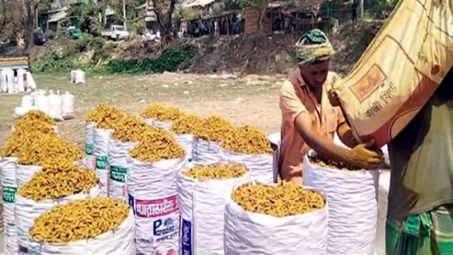Bumper Turmeric Harvest in Rangamati Worth Tk 200 Crore