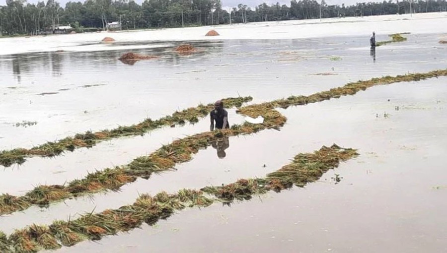 Kurigram's Agricultural Sector Suffers Tk105 Crore Loss Due to Natural Disasters