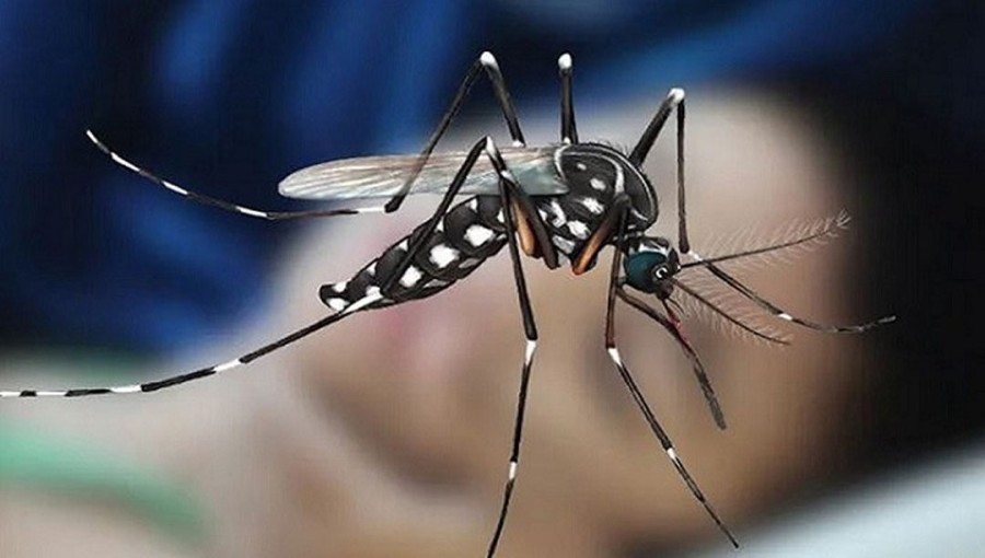 Flagging Anti-Mosquito Drives Raising Dengue Threat