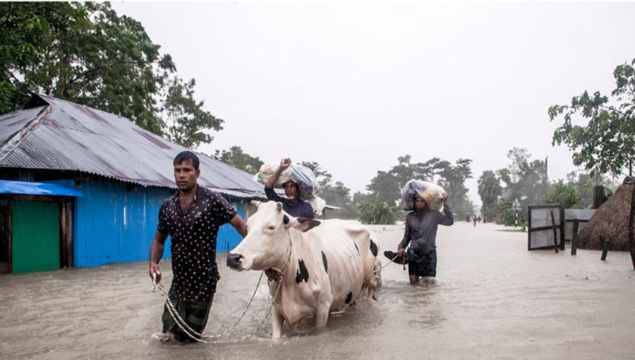 Flood: Over 64,000 Cattle Dead, Livestock Loss Estimated at Tk391 Crore