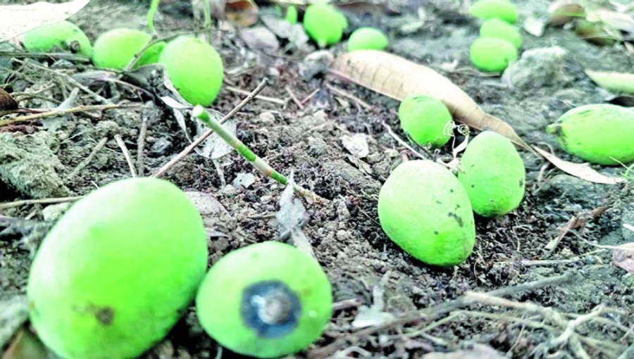 Mango Growers in Chapainawabganj Fear Fruit Failure Amid Intensifying Heatwave