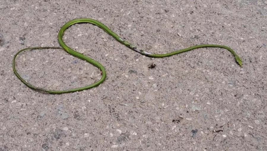 Rare Green Vine Snake Rediscovered in Patuakhali