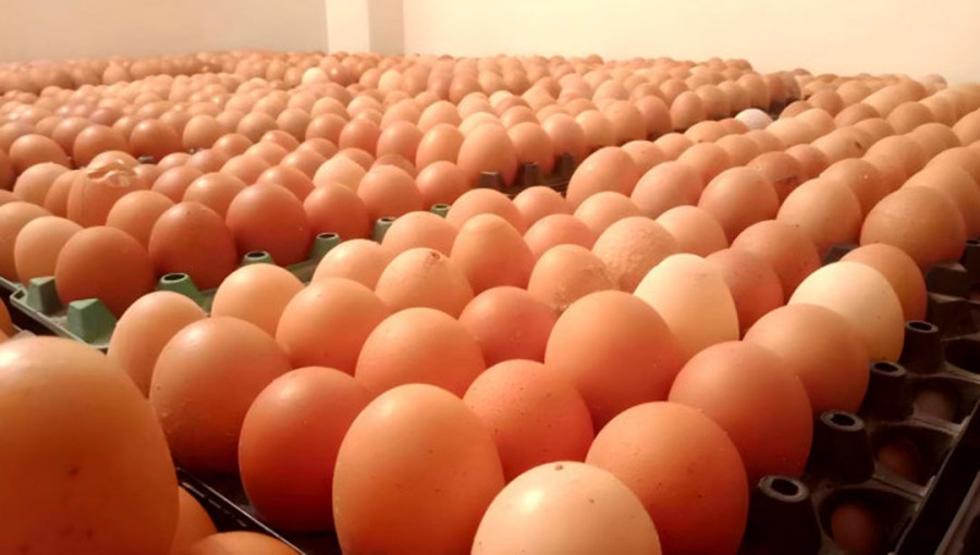 Egg Prices Remain Steady Despite Indian Imports